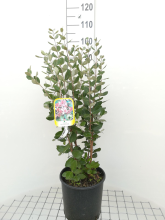 Planten Acca sellowiana   pot 10L   60 80 cm
