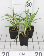 Planten Agapanthus africanus   pot 9x9 cm  