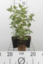 Planten Agastache 'Black Adder'   pot 9x9 cm (Dropplant 'Paarsbloeiend   Black Adder' (syn.))  