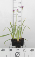 Planten Allium aflatunense 'Purple Sensation'   Sierui   pot 9x9 cm  