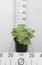 Planten Alchemilla mollis   pot 2L  