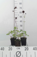 Planten Aquilegia vulgaris 'Black Barlow'   pot 9x9 cm  