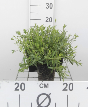 Planten Arenaria montana   pot 9x9 cm  