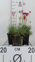 Planten Armeria maritima 'Splendens Perfecta'   pot 9x9 cm