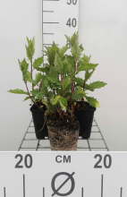 Planten Aster ageratoides 'Asran'   pot 9x9 cm  