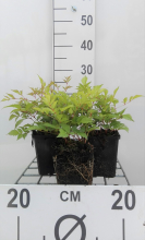 Planten Astilbe 'Brautschleier'   pot 9x9 cm  