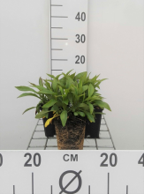 Planten Aster 'Anneke'   pot 9x9 cm
