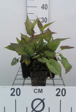 Planten Aster divaricatus   pot 9x9 cm  