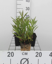 Planten Aster 'Jenny'   pot 9x9 cm  