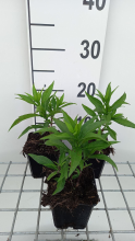 Planten Aster 'Schneekissen'   pot 9x9 cm  