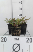 Planten Astilbe 'Hennie Graafland'   pot 9x9 cm
