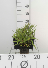 Planten Aster novi belgii 'Crimson Brocade'   pot 9x9 cm