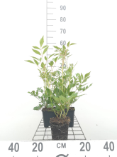 Planten Astilbe 'Rheinland'   pot 9x9 cm  