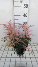 Planten Astilbe 'Sprite'   pot 9x9 cm