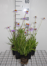 Planten Aster tongolensis 'Wartburgstern'   pot 9x9 cm  