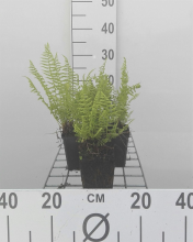 Planten Athyrium filix femina   pot 9x9 cm