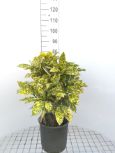 Planten Aucuba japonica 'Crotonifolia'   pot 10L   60 80 cm