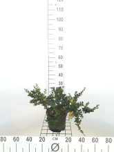 Planten Berberis darwinii   pot   25 30 cm
