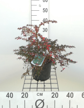 Planten Berberis x frikartii 'Amstelveen'   pot   25 30 cm