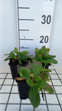 Planten Bergenia 'Silberlicht'   pot 9x9 cm  