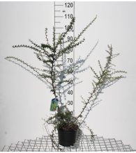 Planten Berberis x stenophylla   pot   40 50 cm