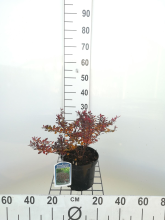 Planten Berberis thunbergii 'Atropurpurea Nana'   pot   20 25 cm