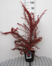 Planten Berberis thunbergii 'Rose Glow'   pot   30 40 cm  