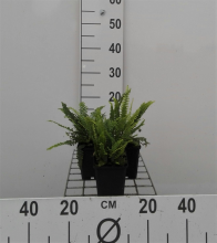 Planten Blechnum spicant   pot 9x9 cm  
