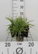 Planten Briza media   pot 9x9 cm  