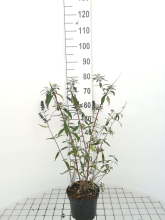 Planten Buddleja davidii 'Black Knight'   pot   40 60 cm  