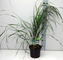 Planten Calamagrostis x acutiflora 'Karl Foerster'   pot 3L  