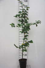 Planten Carpinus betulus   pot   80 100 cm  