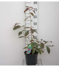 Planten Callicarpa bodinieri 'Profusion'   pot   40 60 cm  