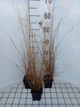 Planten Carex buchananii   pot 9x9 cm  