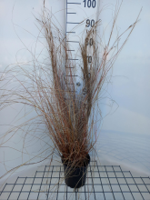 Planten Carex buchananii   pot 3L