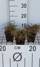Planten Carex caryophyllea 'The Beatles'   pot 9x9 cm