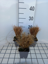 Planten Carex comans 'Bronze Form'   pot 9x9 cm  