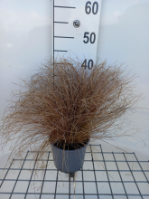 Planten Carex comans 'Bronze Form'   pot 3L  