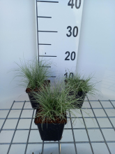 Planten Carex comans 'Frosted Curls'   pot 9x9 cm