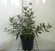Planten Caryopteris x clandonensis 'Heavenly Blue'   pot   40 50 cm  