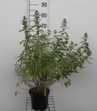 Planten Caryopteris x clandonensis 'Kew Blue'   pot   30 40 cm  