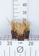 Planten Carex elata 'Aurea'   pot 9x9 cm