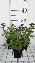 Planten Chocolademunt   pot 9x9 cm (Mentha x piperita 'Chocolate')  