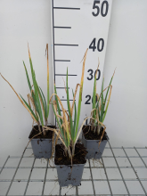 Planten Grove bieslook, Stengelui, pijpajuin   pot 9x9cm (Allium fistulosum)  