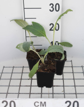 Planten Artisjok   pot 9x9 cm (Cynara scolymus)  