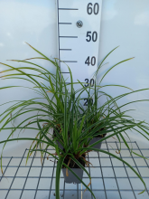 Planten Carex morrowii 'Ice Dance'   pot 9x9 cm  