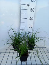 Planten Carex morrowii 'Mosten'   pot 9x9 cm