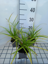 Planten Carex morrowii   pot 9x9 cm