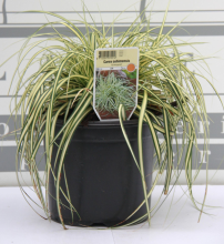 Planten Carex oshimensis 'Evergold'   pot 3L  