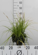 Planten Carex oshimensis 'Greenwell'   pot 9x9 cm